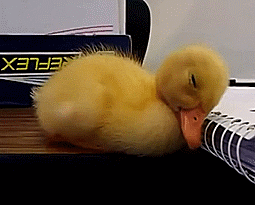 400adc8f53a20e1ea7b704a892ce891c_342249_1574720094