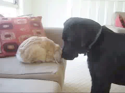 vk_com_public_animal_gif_0018