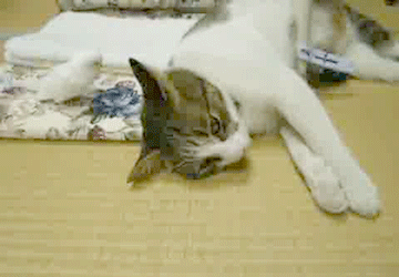 vk_com_public_animal_gif_0023