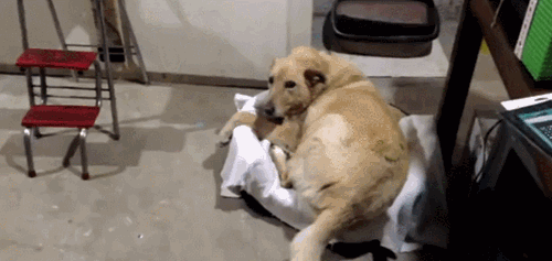 vk_com_public_animal_gif_0011