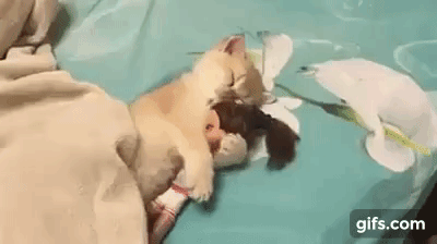 vk_com_animal_gif_2019_01648