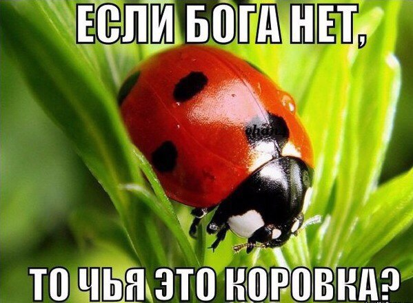 15752850612680