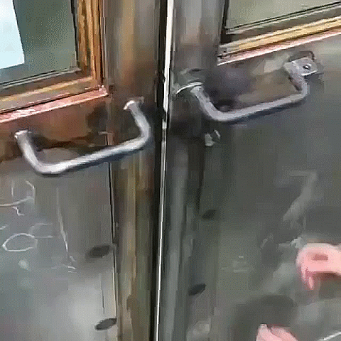 animation