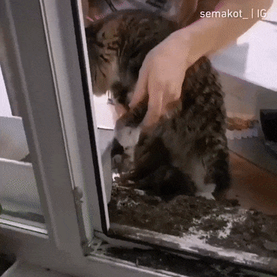 kote (2)