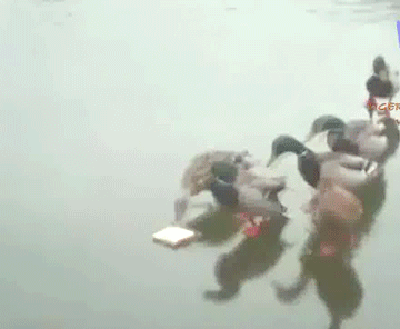 vk_com_public_animal_gif_0070