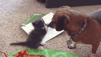 vk_com_public_animal_gif_0109