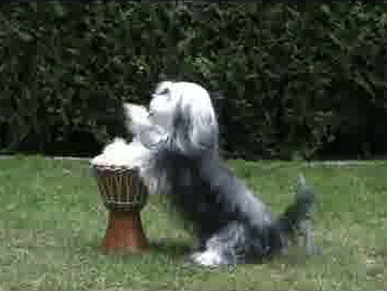 vk_com_public_animal_gif_0065