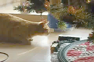 vk_com_public_animal_gif_0049