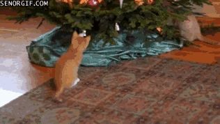 vk_com_public_animal_gif_0083