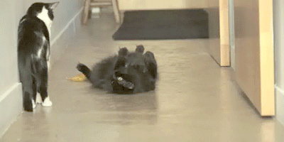 vk_com_public_animal_gif_0131