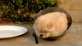 vk_com_public_animal_gif_0173
