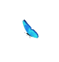 kelebek