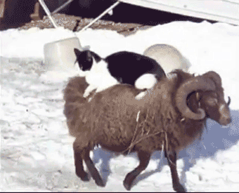 vk_com_public_animal_gif_0206