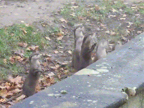 vk_com_public_animal_gif_0227