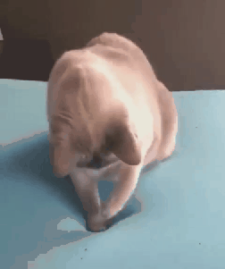 videotogif_20191211_121750-1576066150