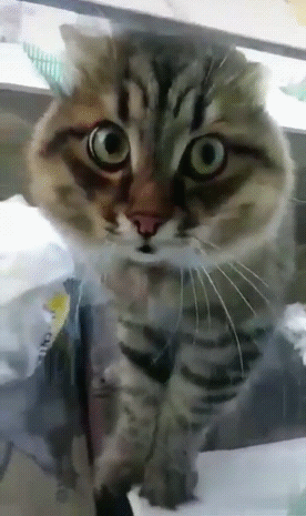 Кот говорит