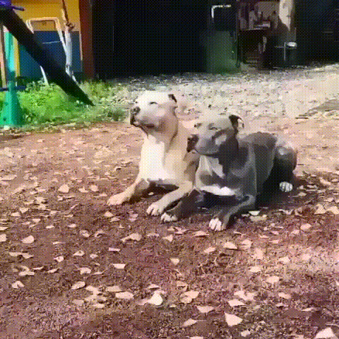 nikh