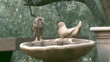 vk_com_animal_gif_0458