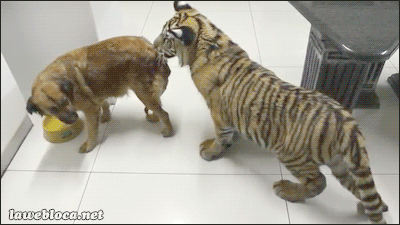 vk_com_animal_gif_0444
