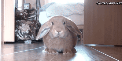 vk_com_animal_gif_0475