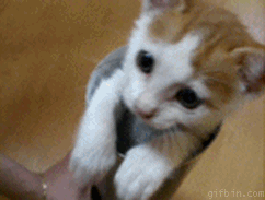 1270047760_kitten
