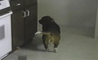 vk_com_animal_gif_0562