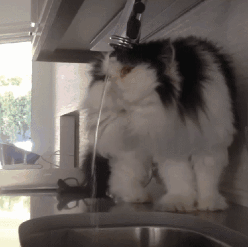 vk_com_public_animal_gif_0207