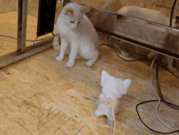 vk_com_public_animal_gif_0238