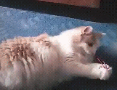 Кот с резинкой