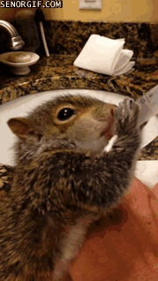 vk_com_animal_gif_0568