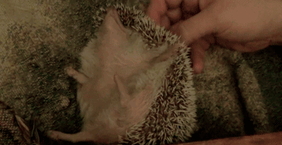 vk_com_animal_gif_0610