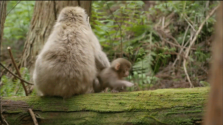 vk_com_animal_gif_0596
