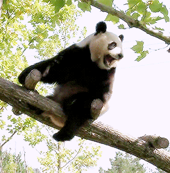 vk_com_animal_gif_0685