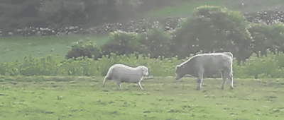 vk_com_animal_gif_0664