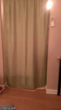vk_com_animal_gif_0661