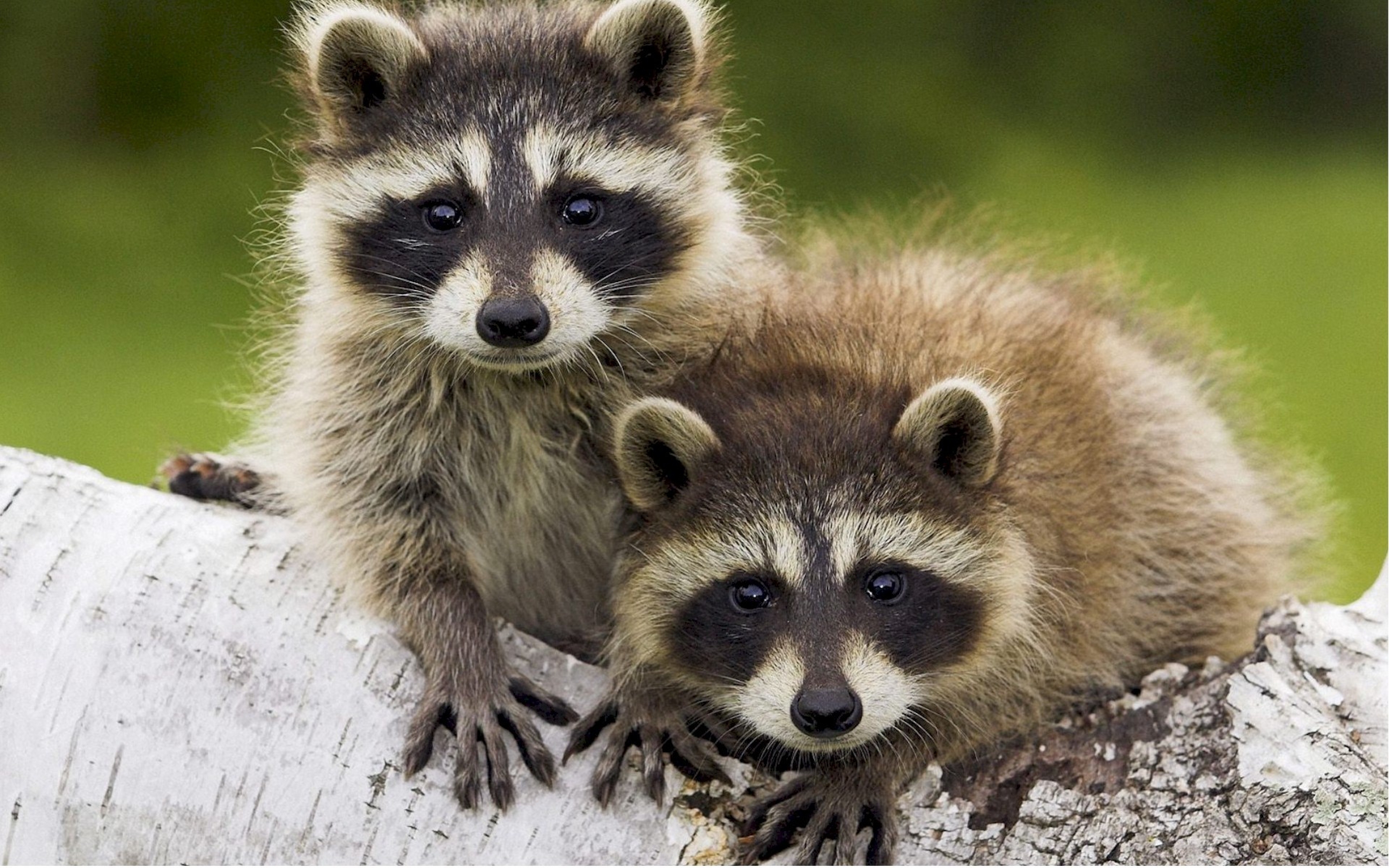raccoons-couple-timber-walk-3840x2400