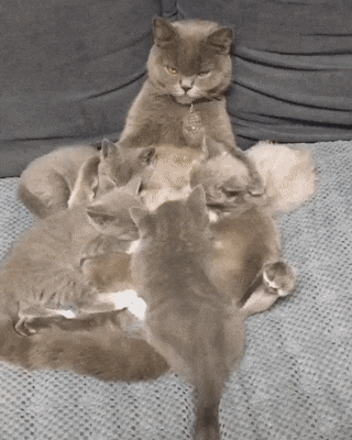 kote