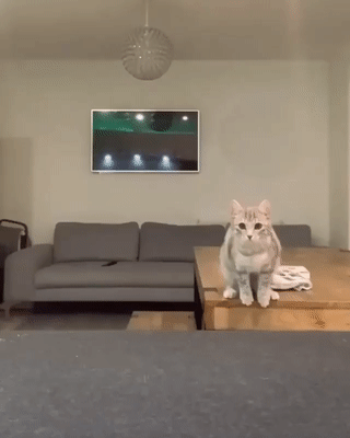 kote (1)