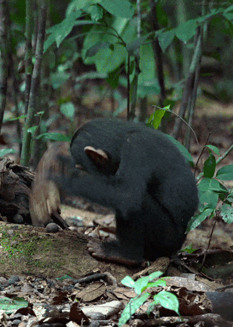 vk_com_animal_gif_0962