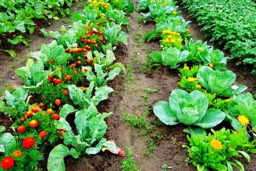 Выбор соседей по грядке