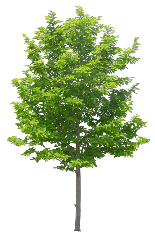 1448612803_trees-05