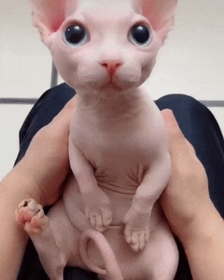 kote
