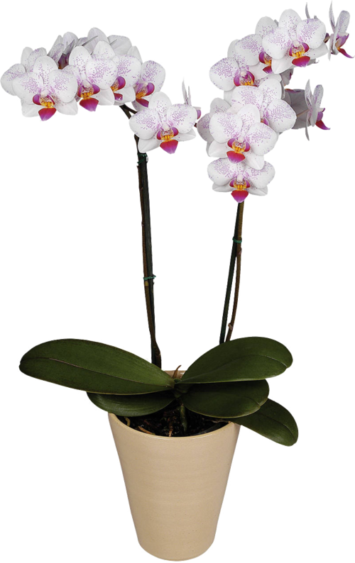1443201027_white-orchids-13