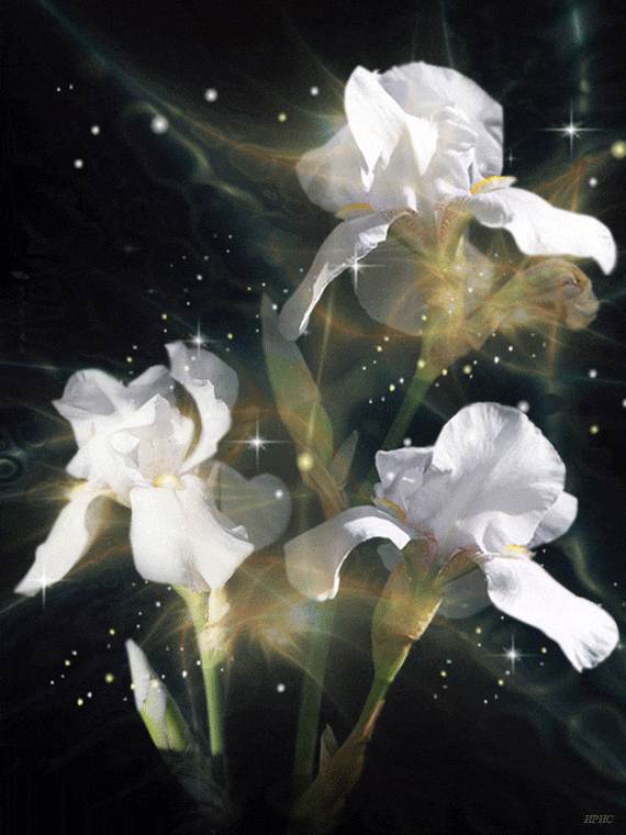 image_862901170157322553539