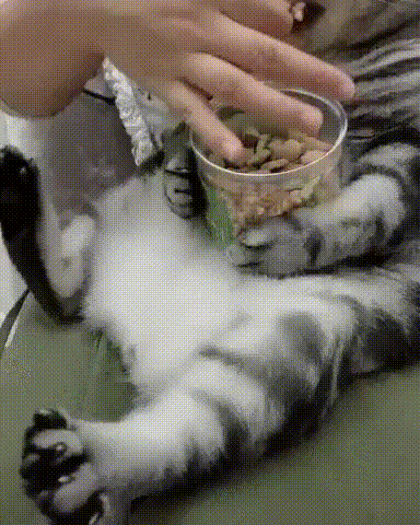 kote