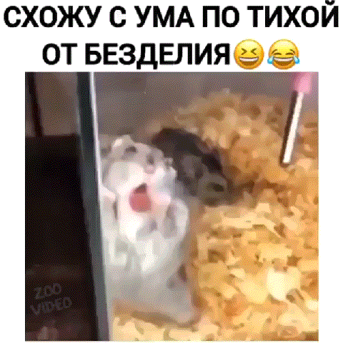 Схожу с ума