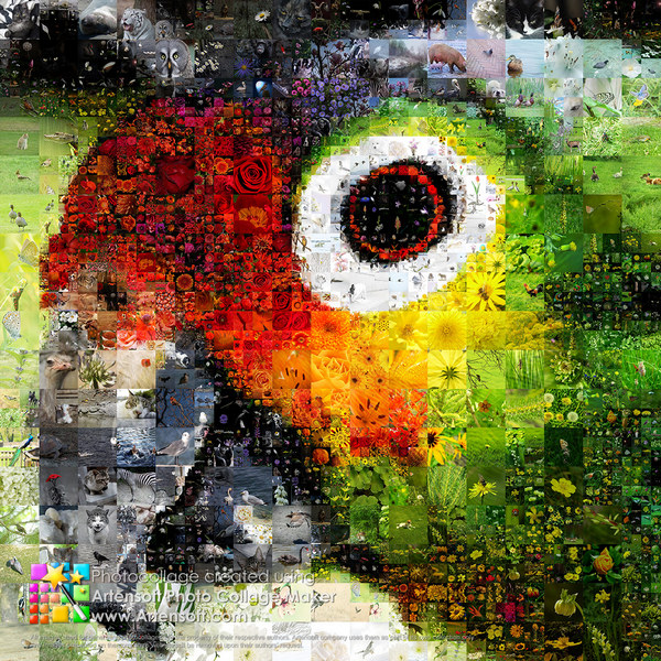 ArtensoftPhotoCollage_final_1