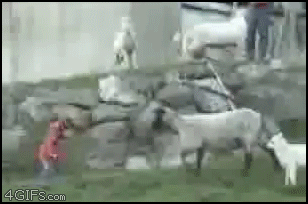 Goat_rams_kid