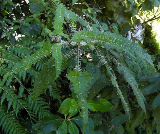 Новозеландское крапивное дерево