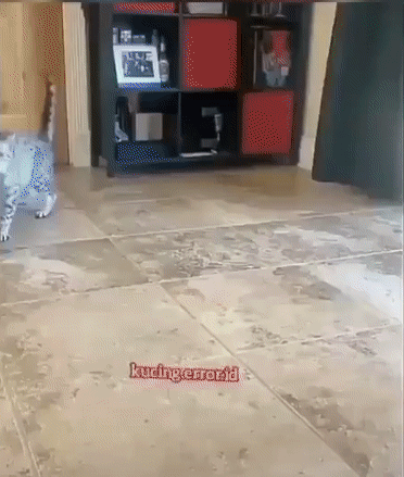-котэ-собакен-кто-в-доме-хозяин-5949678